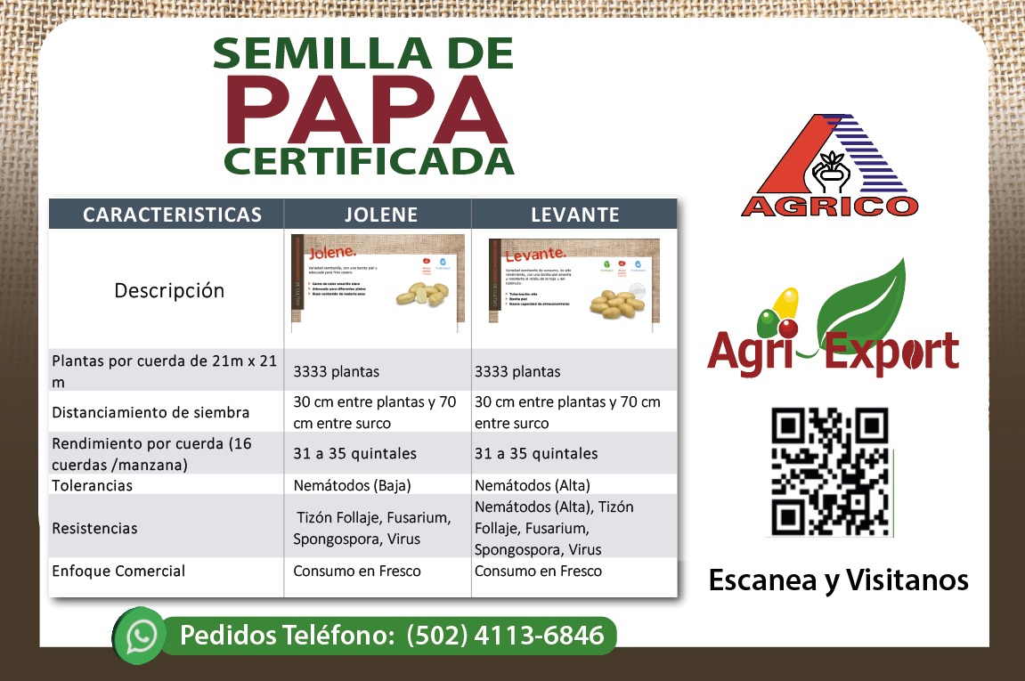 Semilla de papa certificada: variedades Jolene y Levante para una producción eficiente