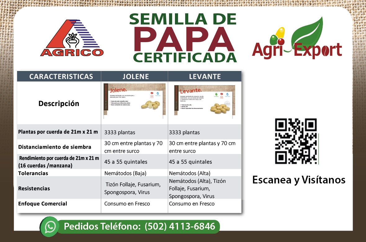 Semilla de Papa Certificada: Calidad y Rendimiento para tus Cultivos