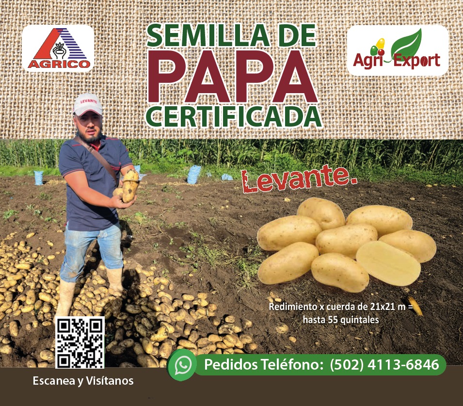 Semilla de Papa Certificada Levante: calidad y rendimiento para tus cultivos