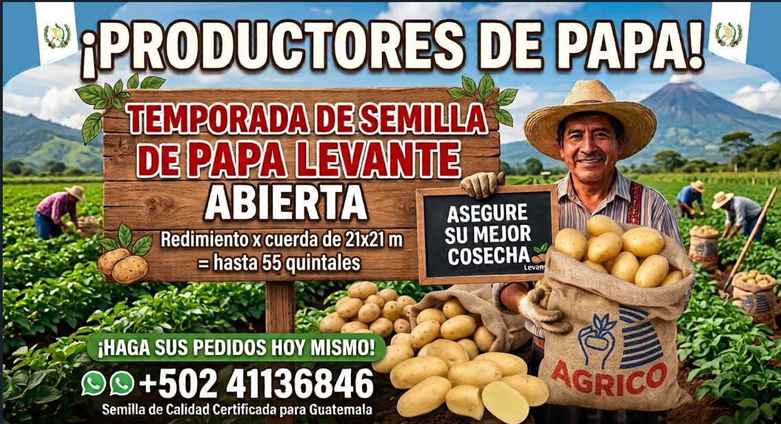 Temporada de semilla de papa levante “ABIERTA”